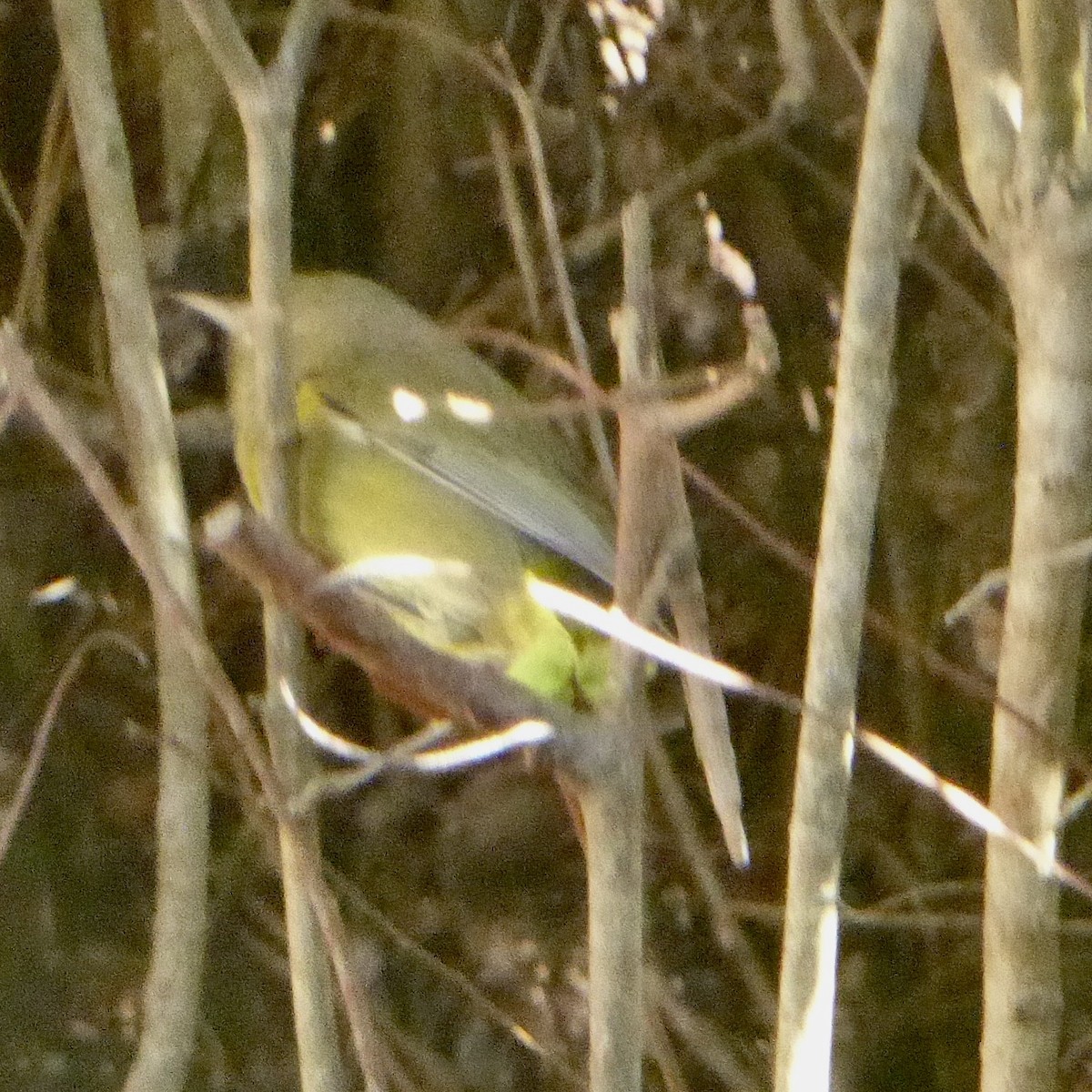 Orange-crowned Warbler - ML645628252