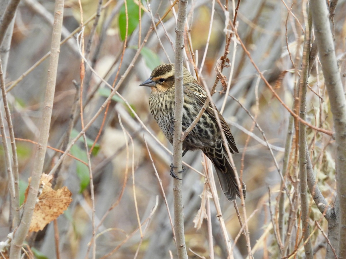 Red-winged Blackbird - ML645628253
