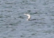 Red-throated Loon - ML645628254