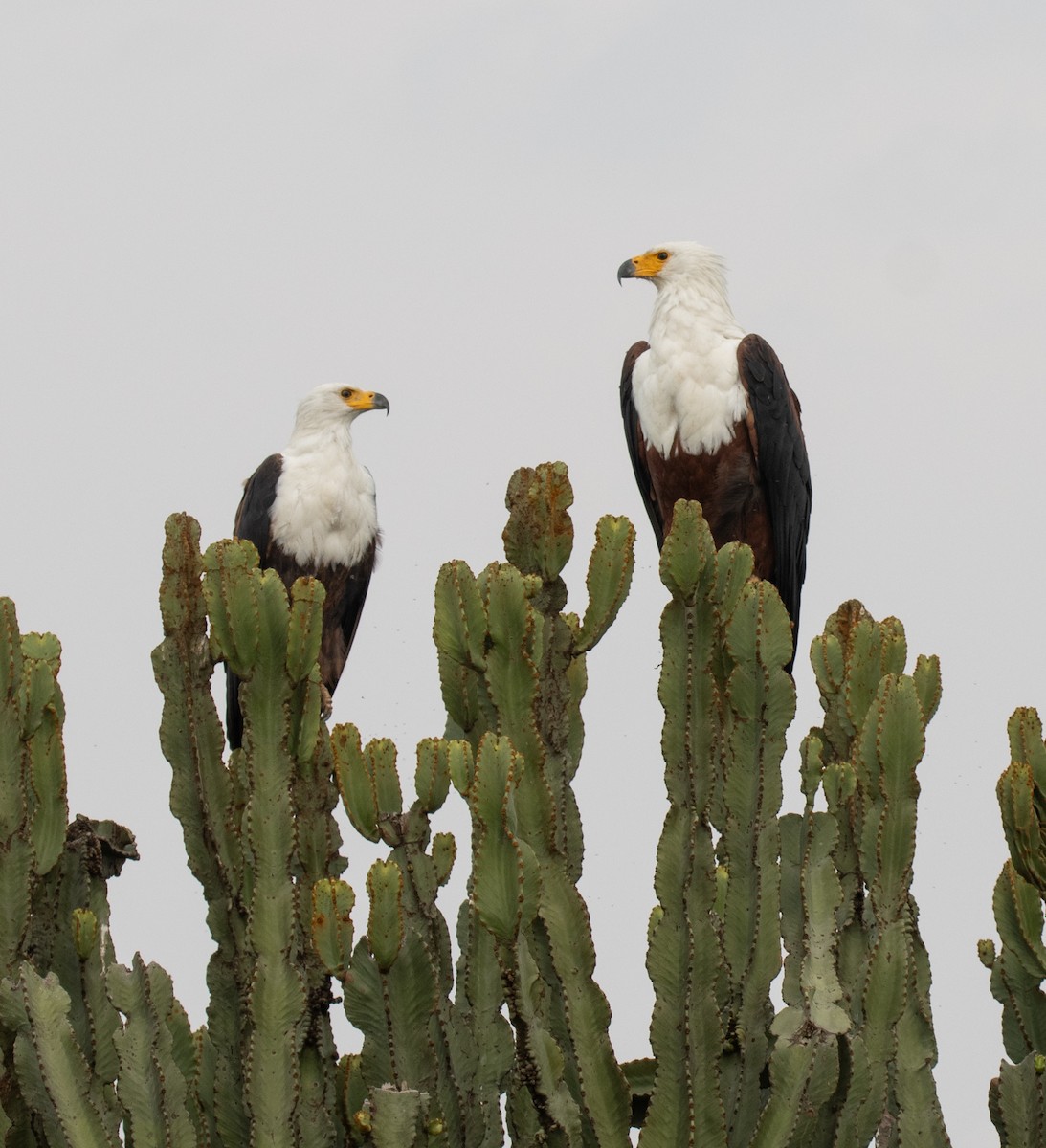 African Fish-Eagle - ML645628256