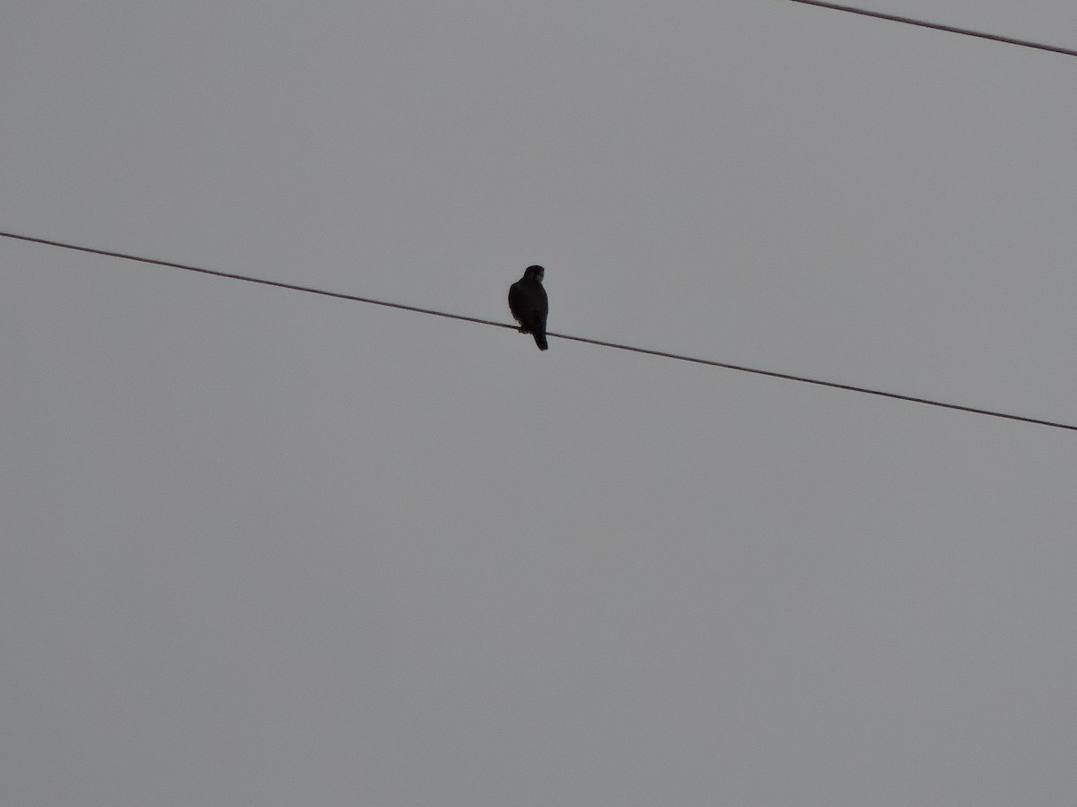 Merlin - ML645628257