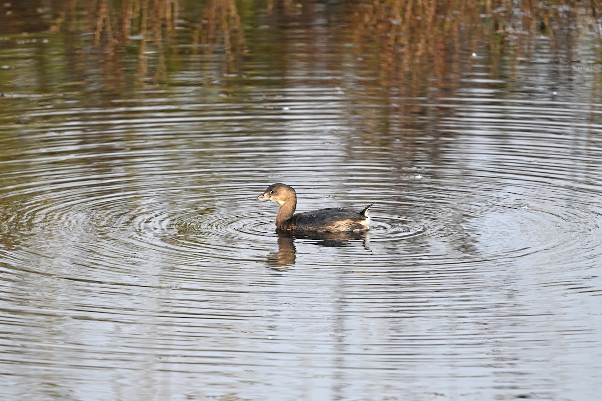 Pied-billed Grebe - ML645628258