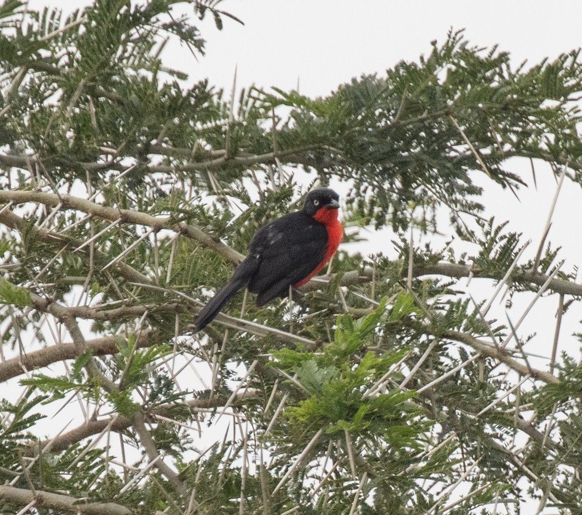 Black-headed Gonolek - ML645628259