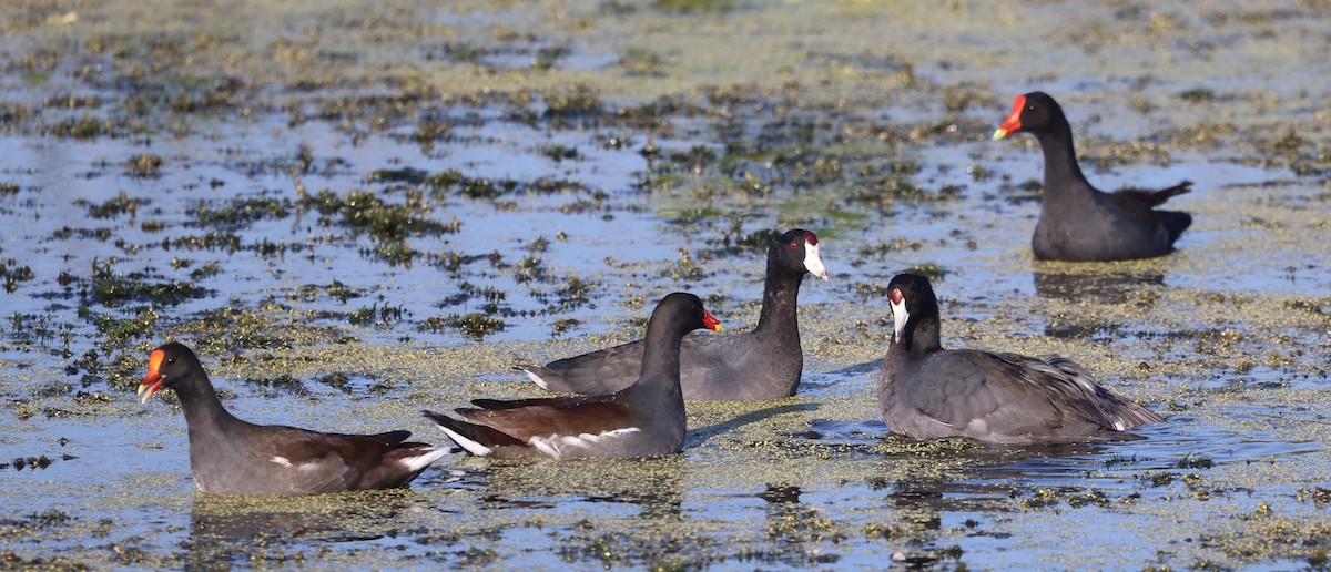 Common Gallinule - ML645628260