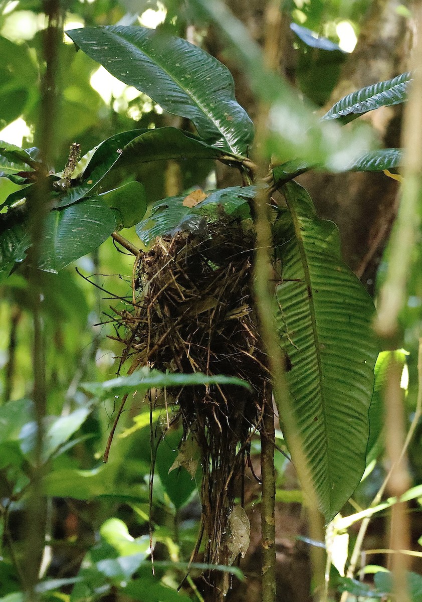 Song Wren - ML645628261