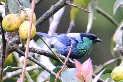 Black-capped Tanager - ML645628262
