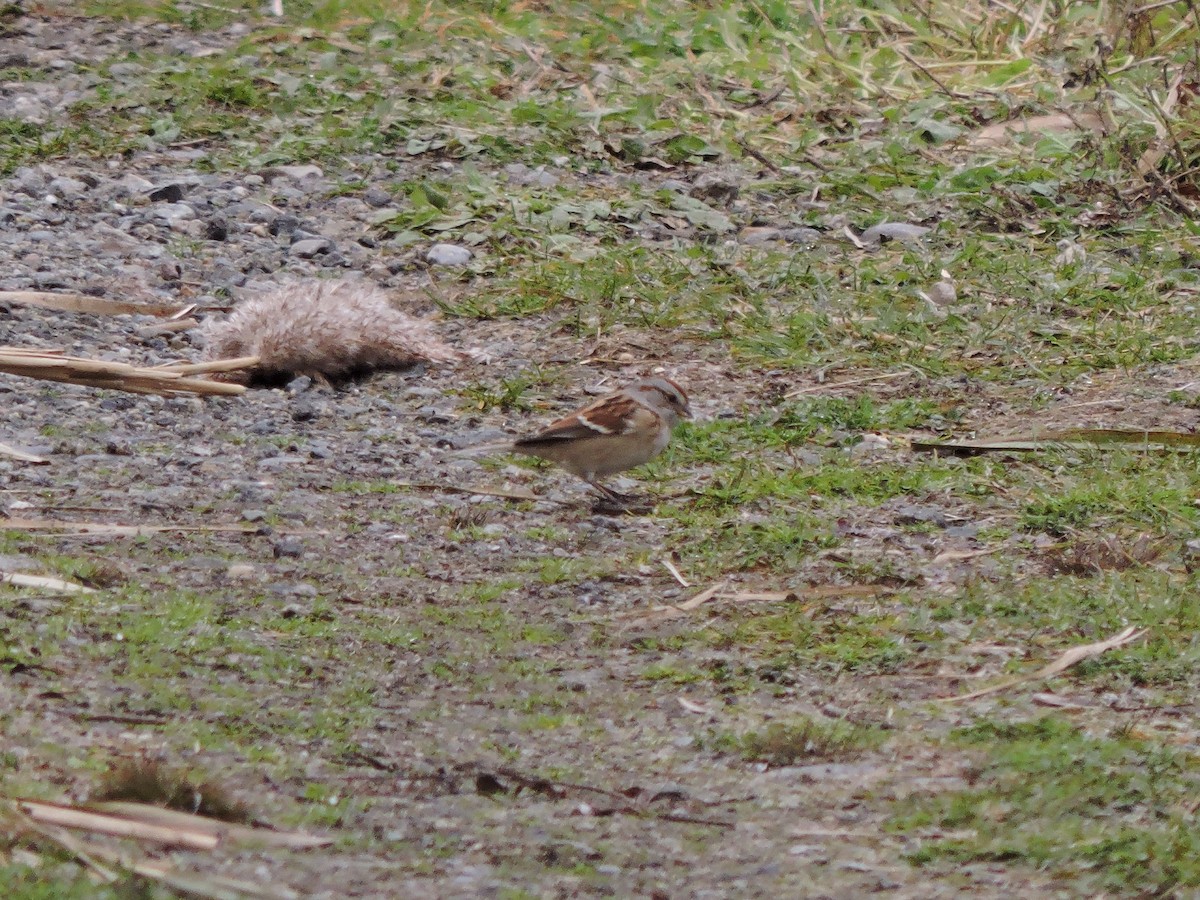 American Tree Sparrow - ML645628263