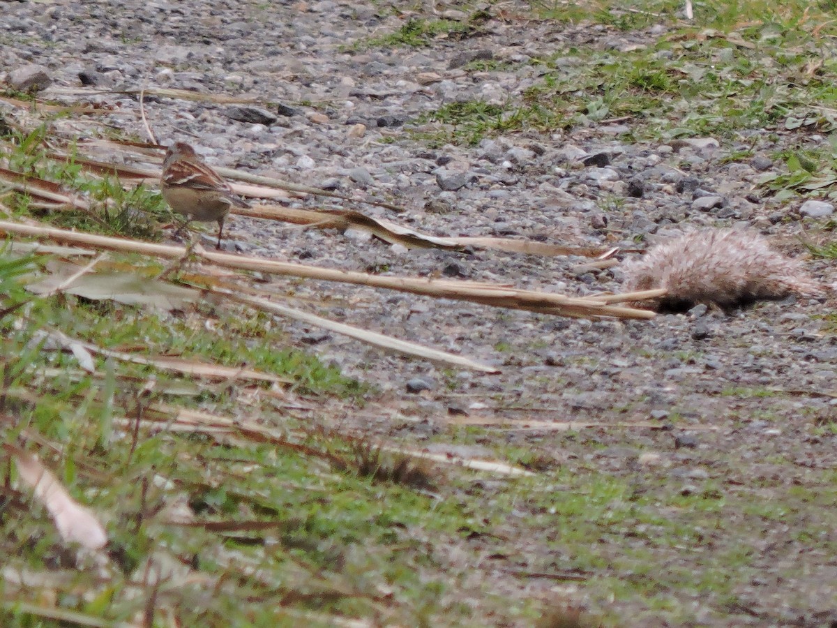 American Tree Sparrow - ML645628264