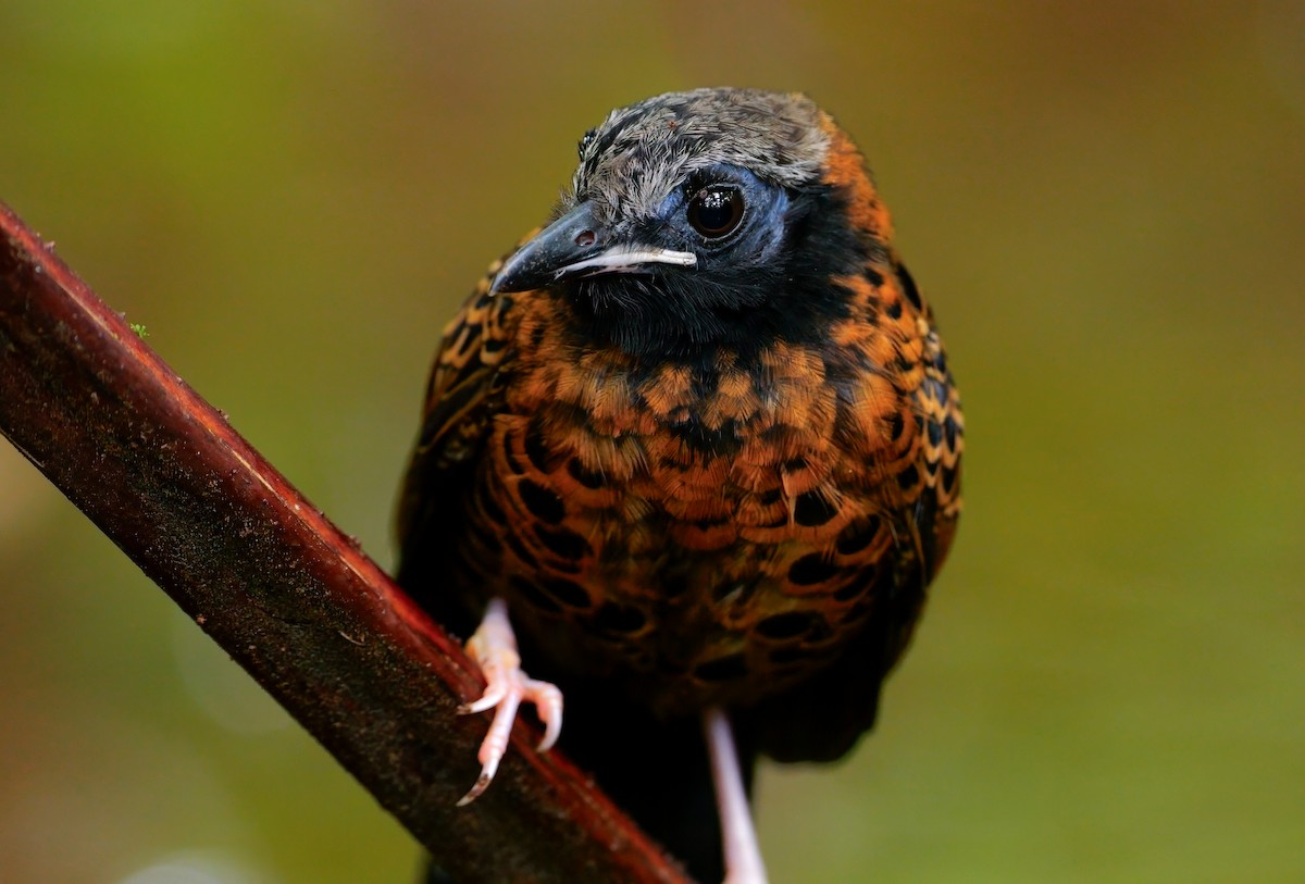 Ocellated Antbird - ML645628265