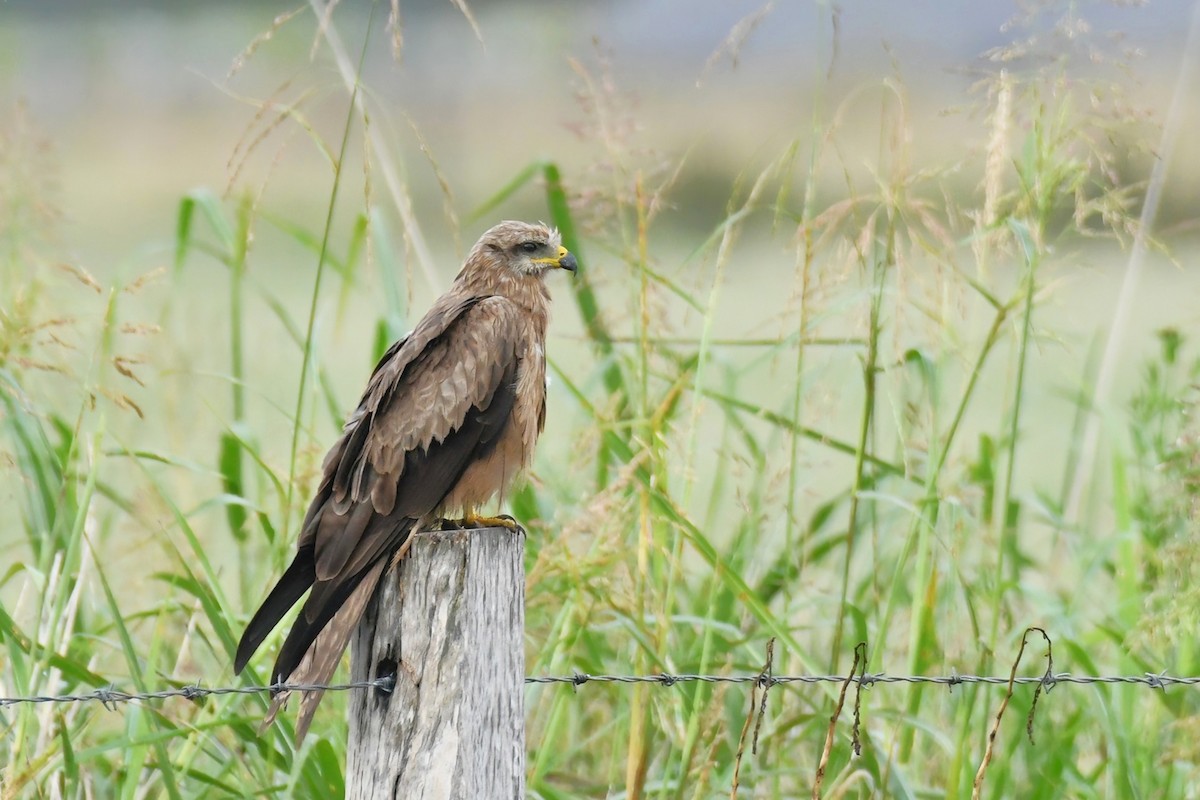 Black Kite - ML645628270
