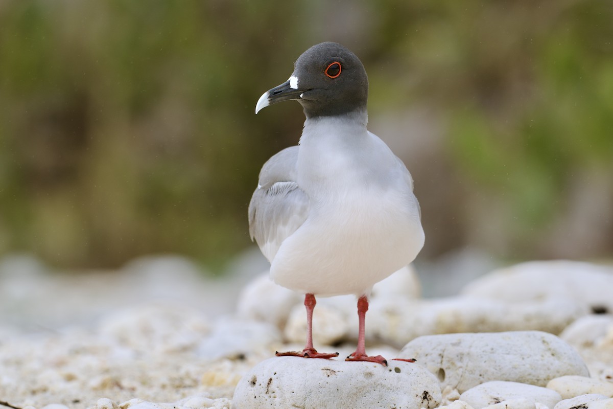Swallow-tailed Gull - ML645628271