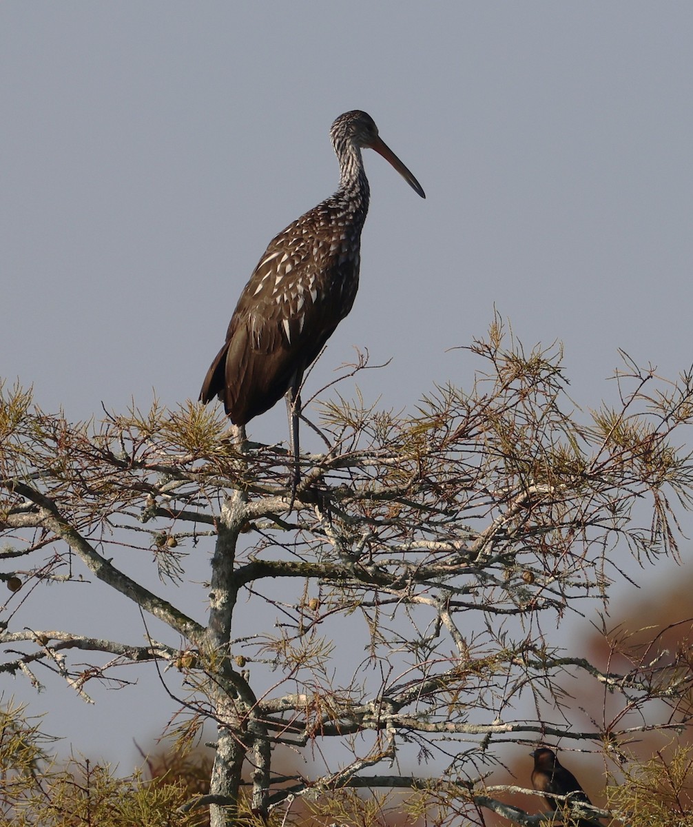Limpkin - ML645628272