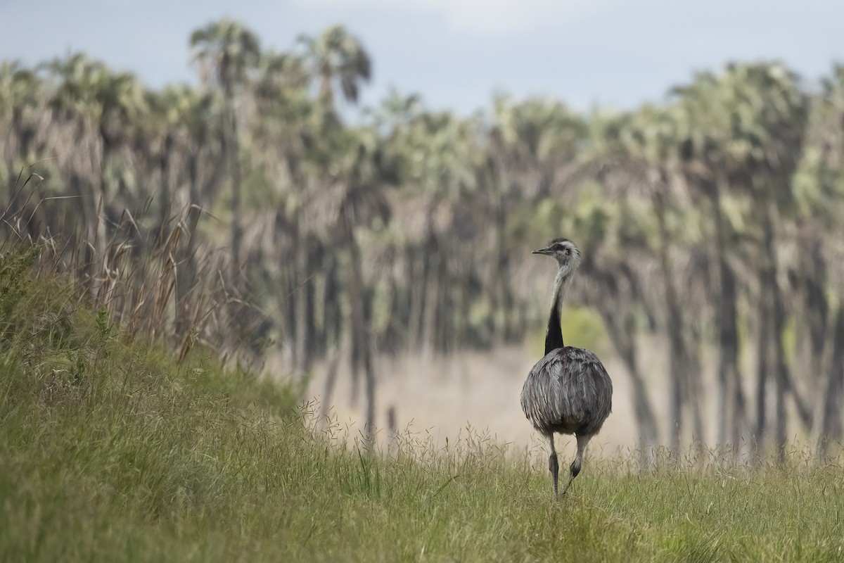 Greater Rhea - ML645628275