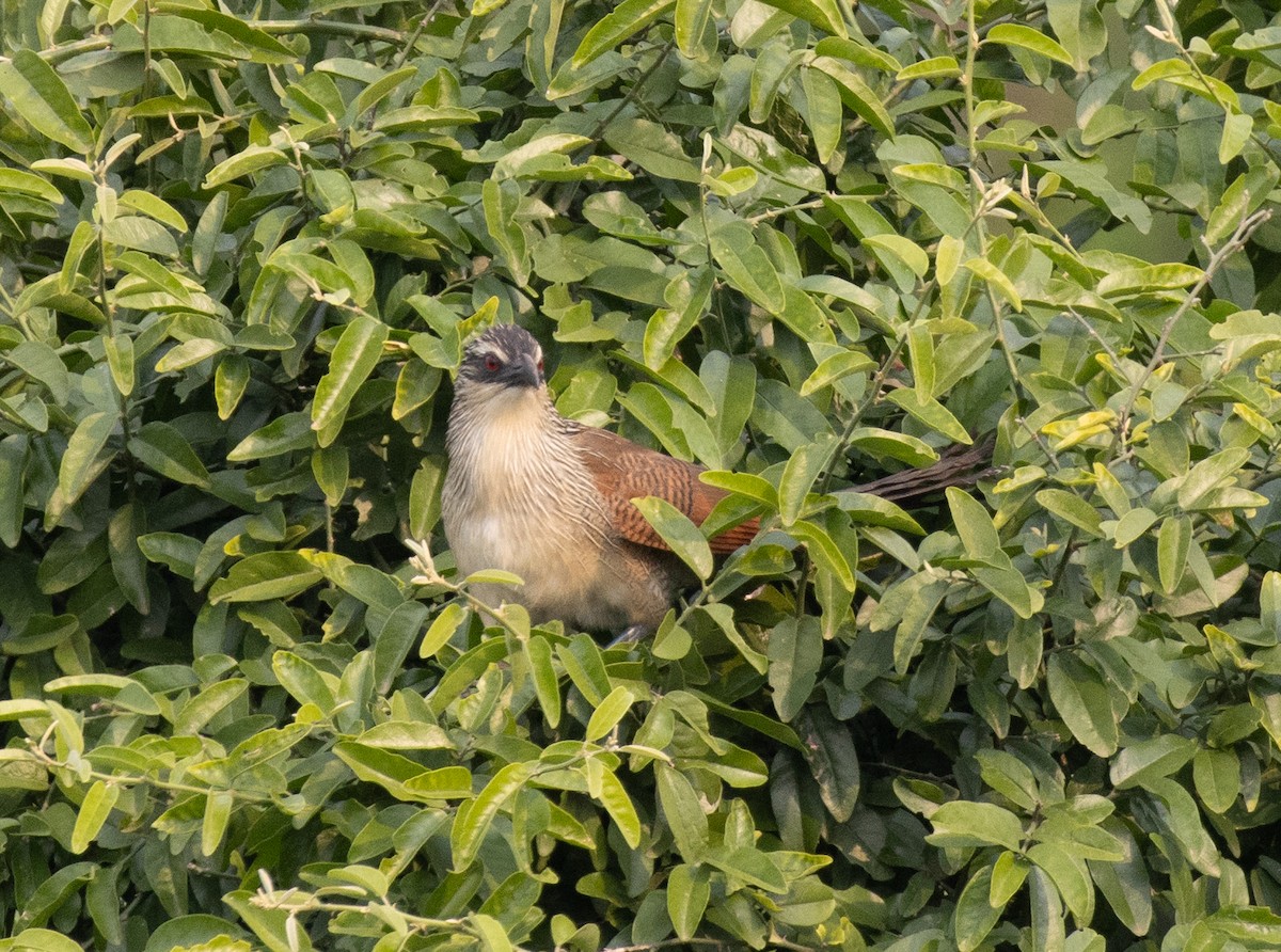 White-browed Coucal - ML645628276