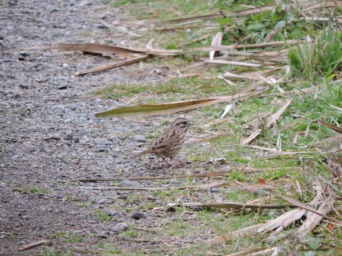 Song Sparrow - ML645628277