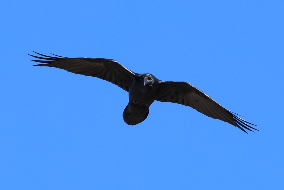 עורב שחור - ML645628278