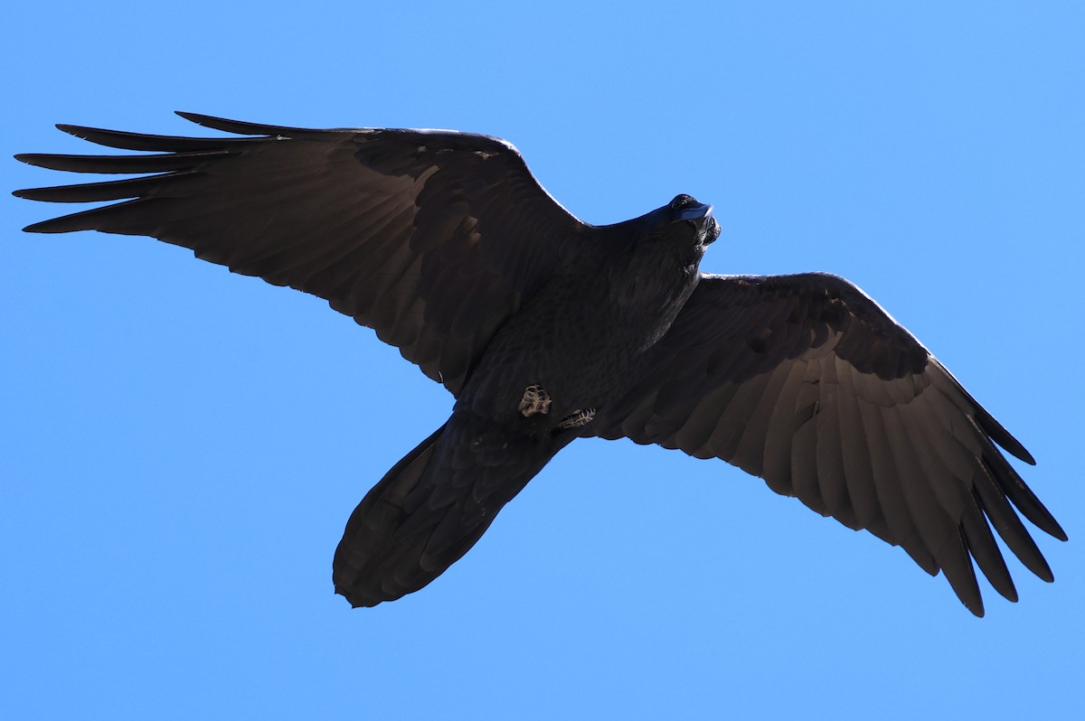 עורב שחור - ML645628279