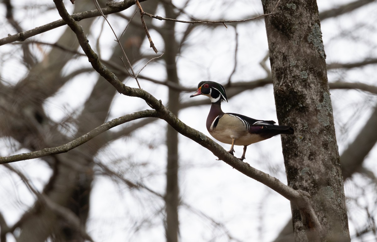 kachnička karolínská - ML645628282