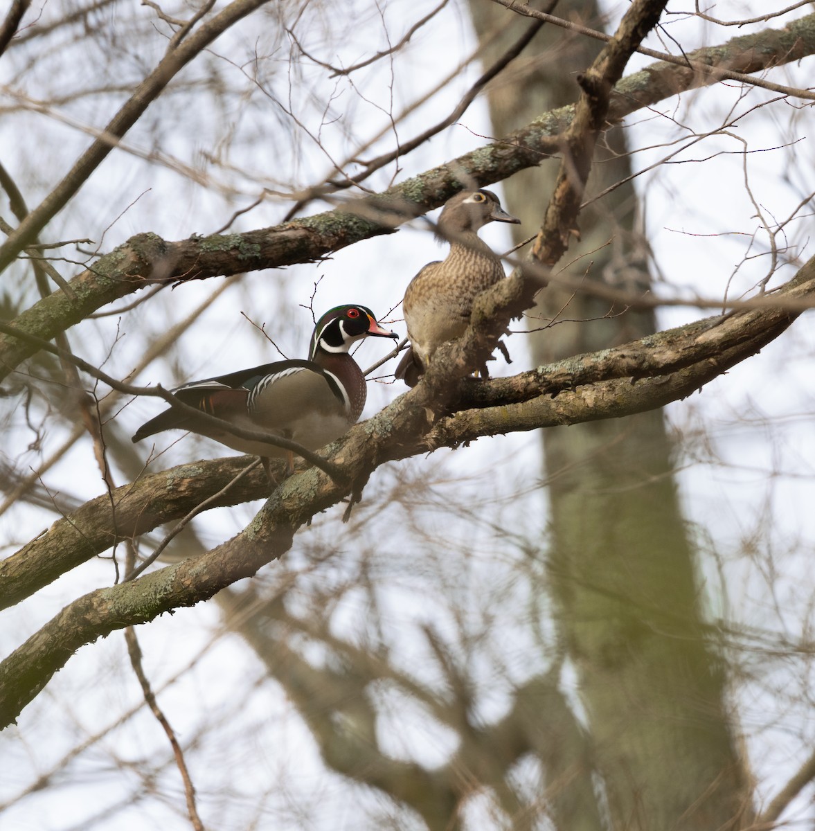 kachnička karolínská - ML645628283