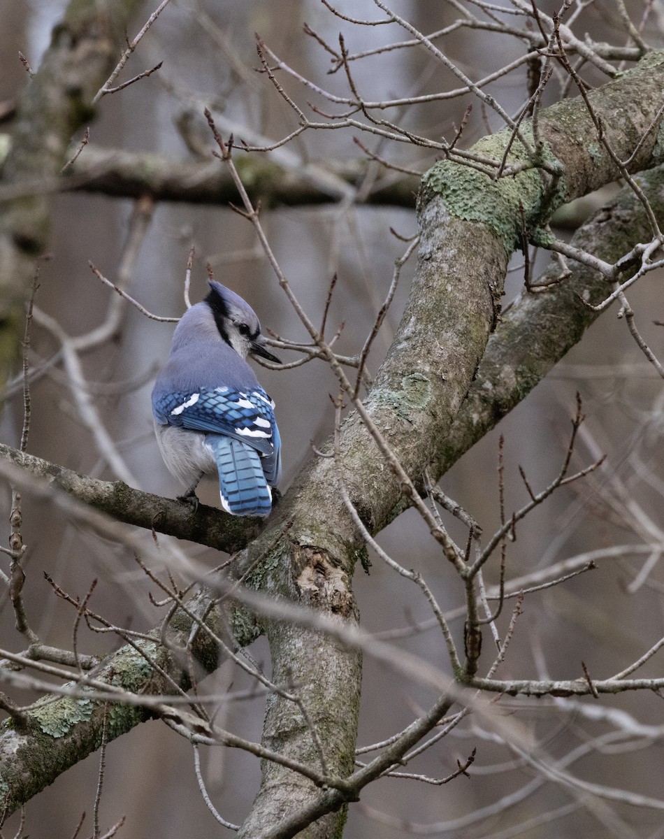 Blue Jay - ML645628286