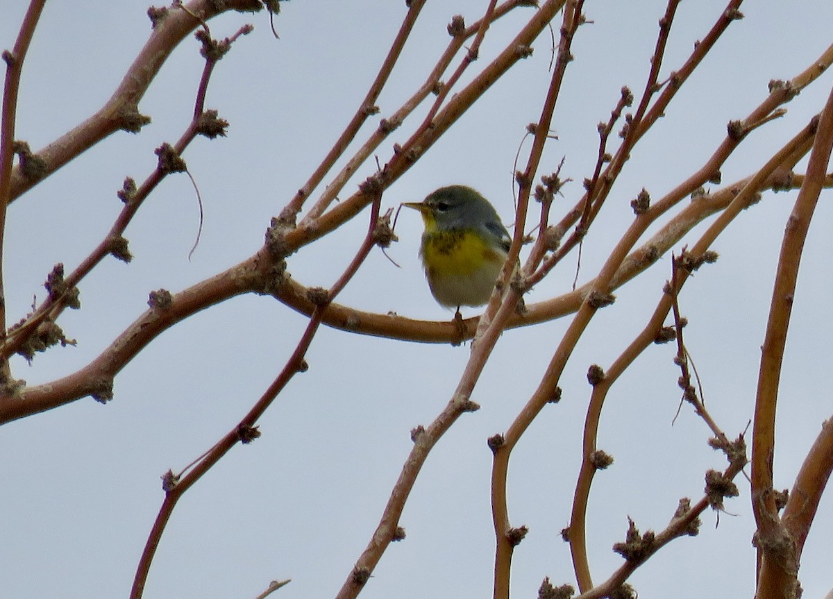 Northern Parula - ML645628287