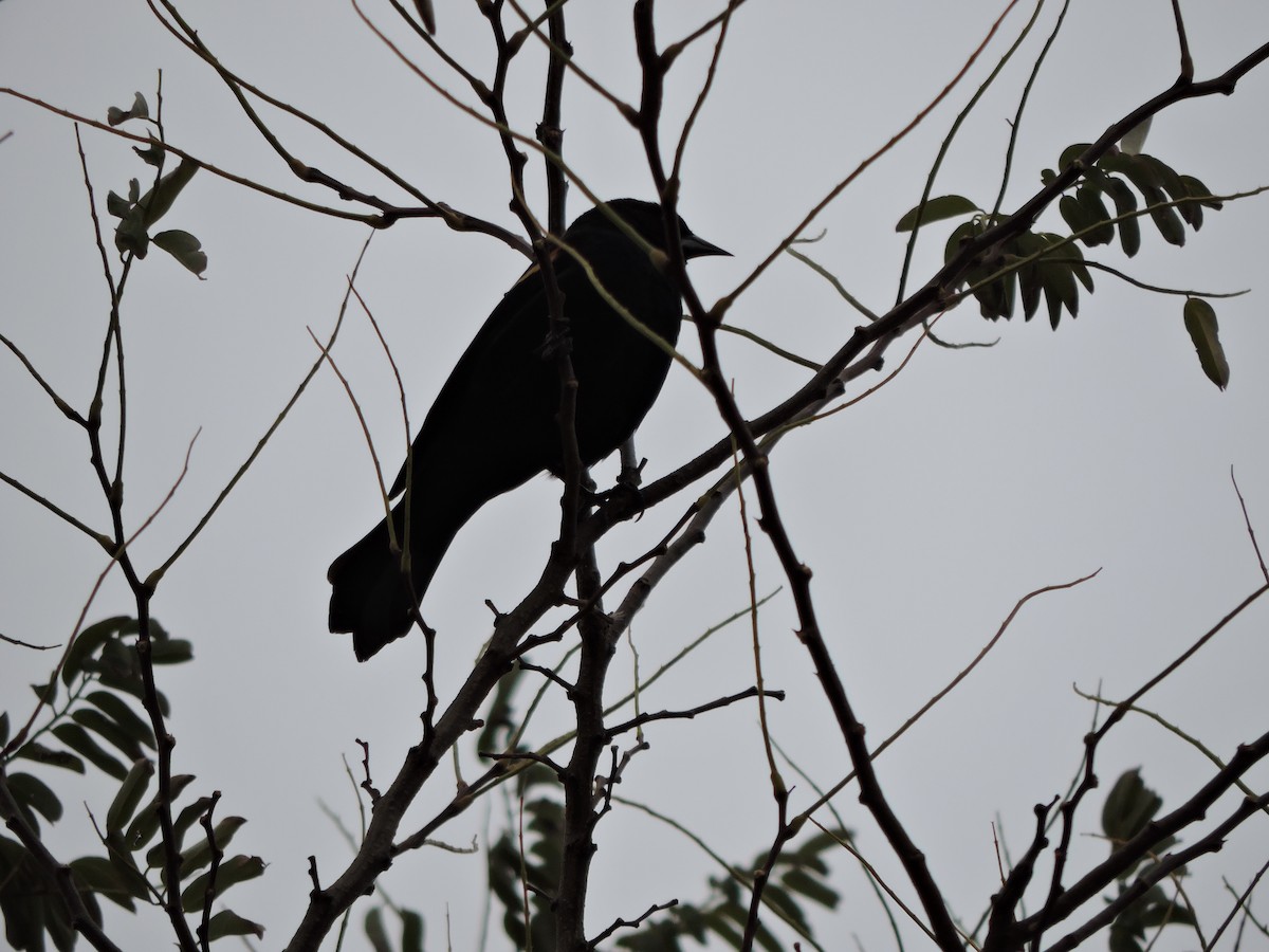 vlhovec červenokřídlý - ML645628290