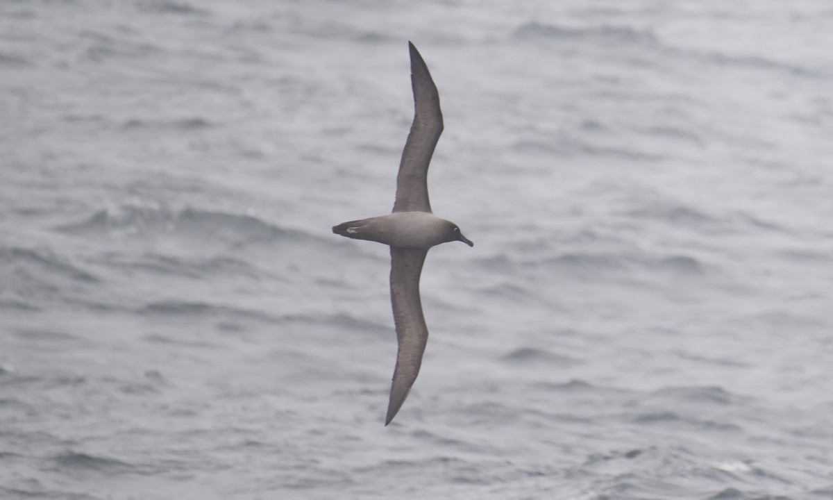 Albatros hauskara - ML645628294