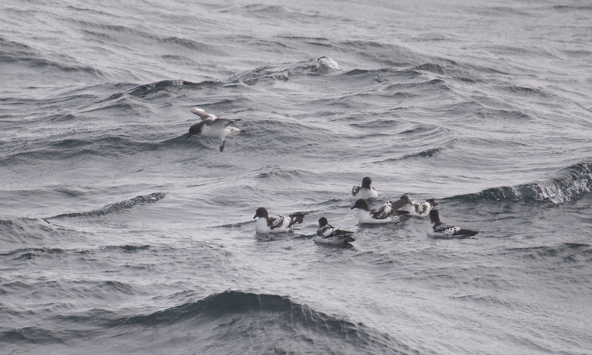 Pintado Petrel - ML645628300