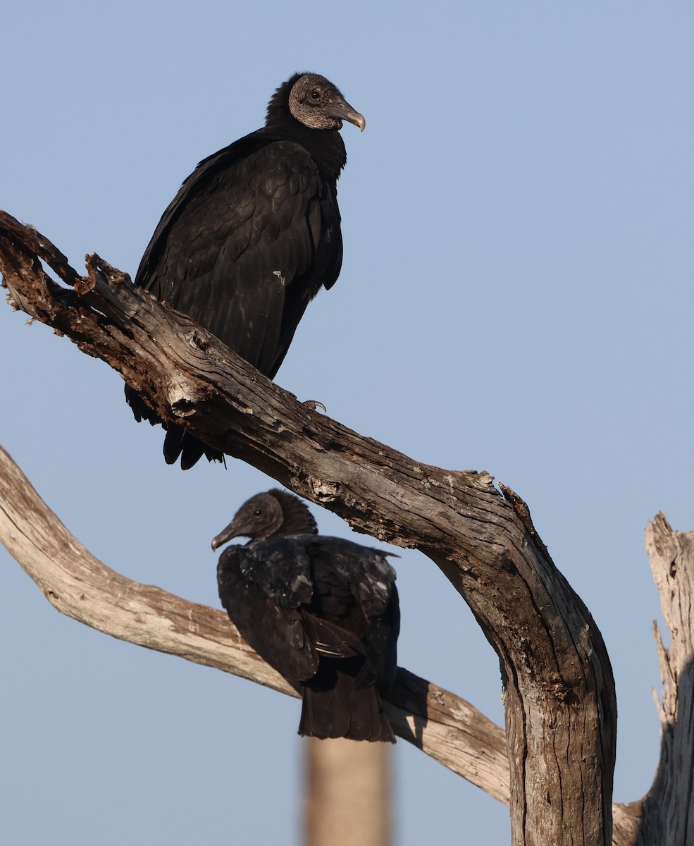 Black Vulture - ML645628302