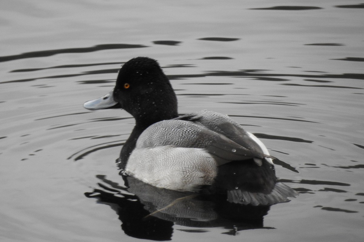 Lesser Scaup - ML645628305