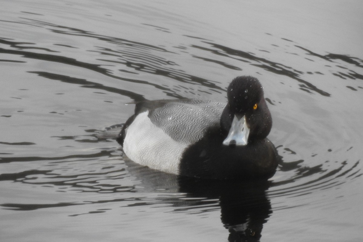 Lesser Scaup - ML645628306