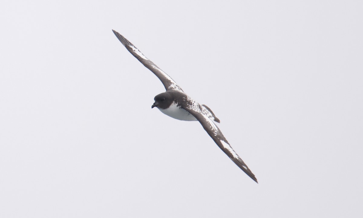 Pintado Petrel - ML645628307