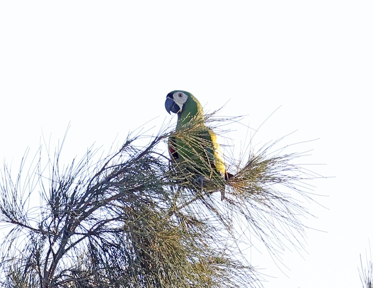 Chestnut-fronted Macaw - ML645628311