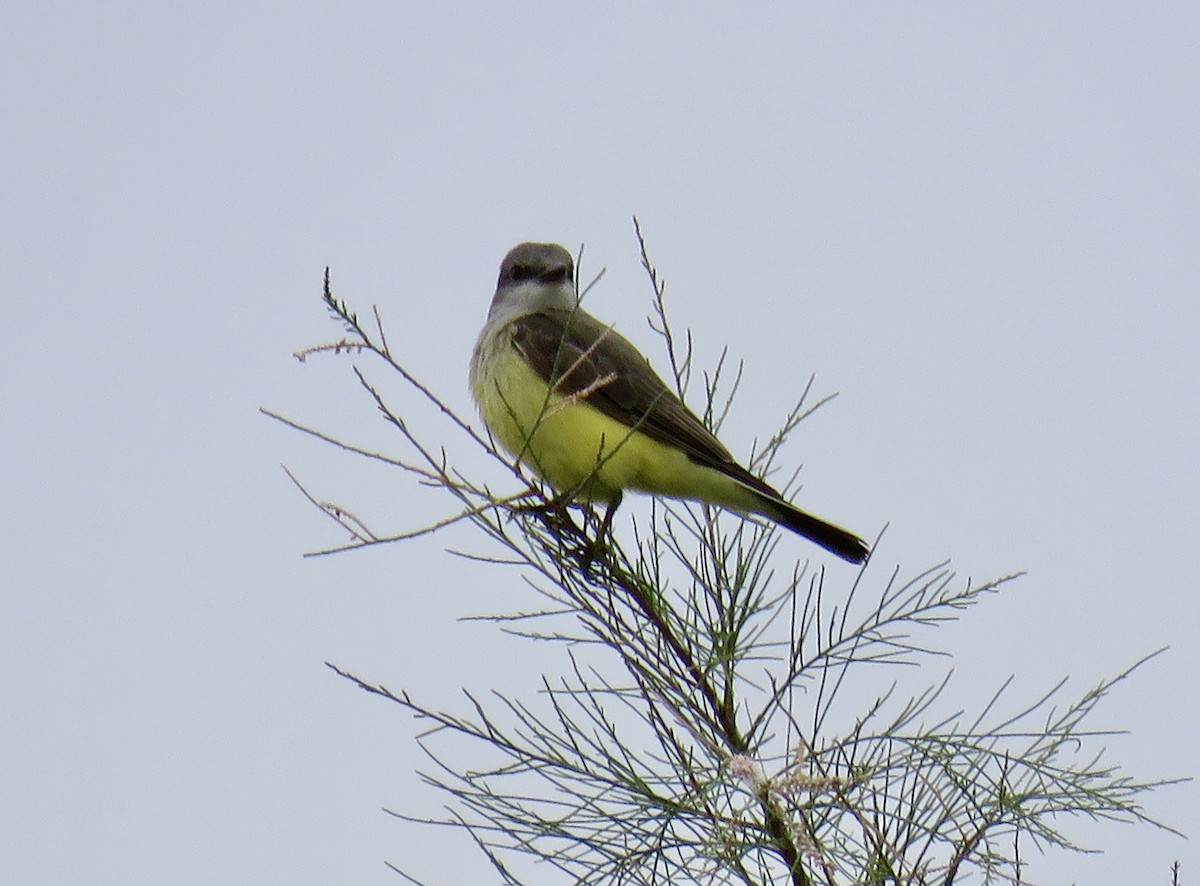 Western Kingbird - ML645628313