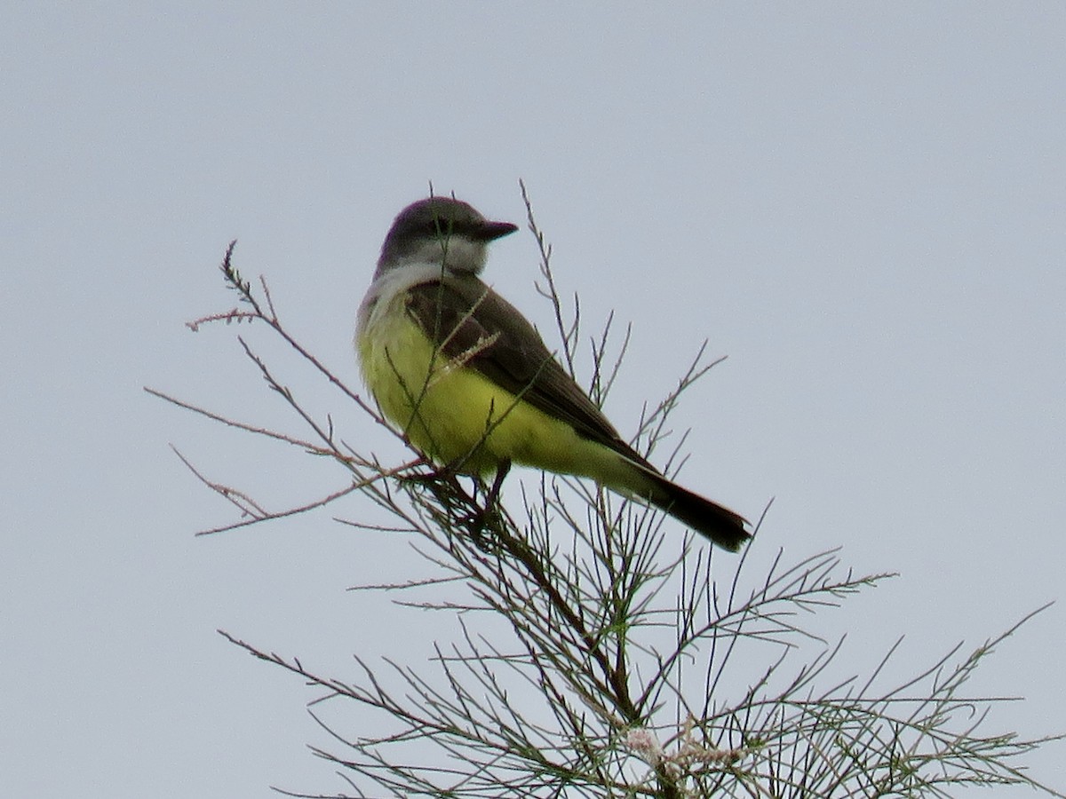Western Kingbird - ML645628314