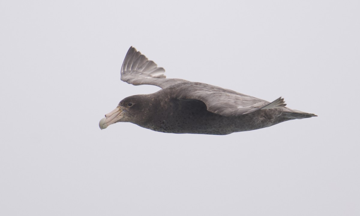 sørkjempepetrell - ML645628316