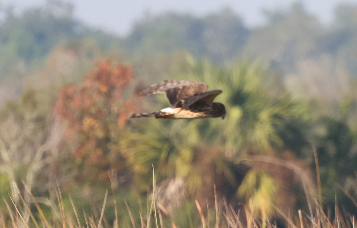 Лунь американський - ML645628317