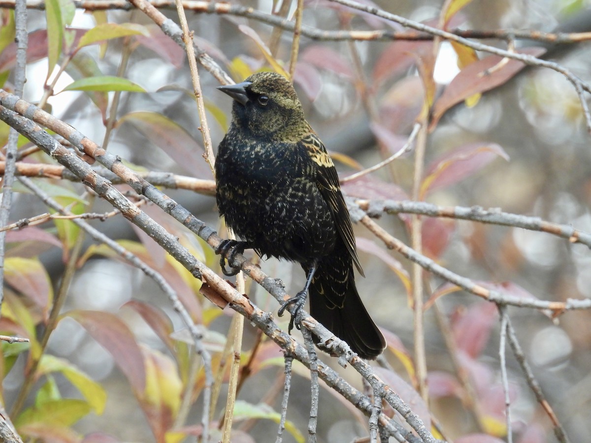 Red-winged Blackbird - ML645628323