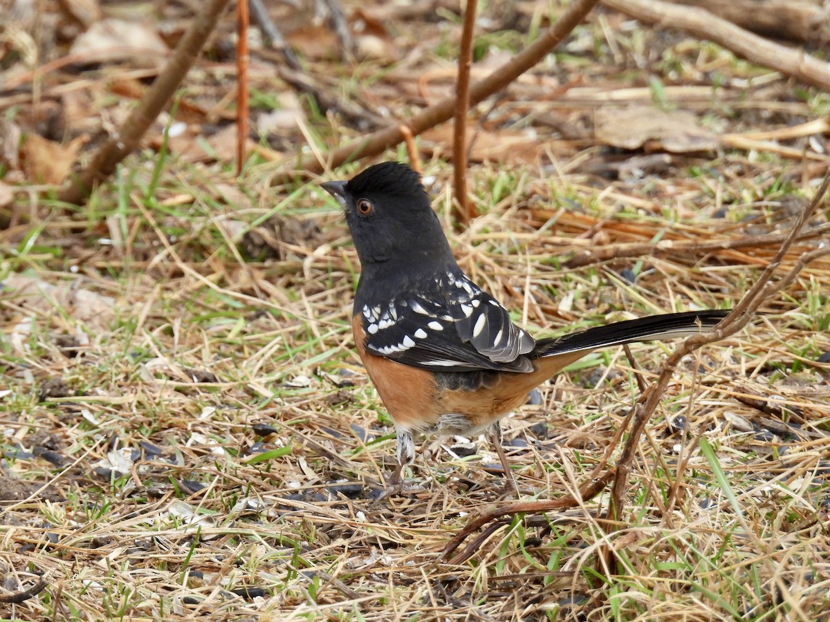 Spotted Towhee - ML645628329