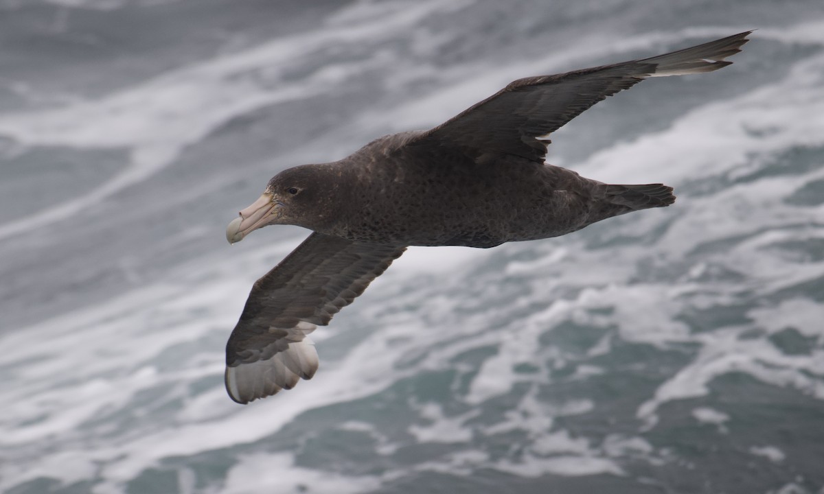 sørkjempepetrell - ML645628330