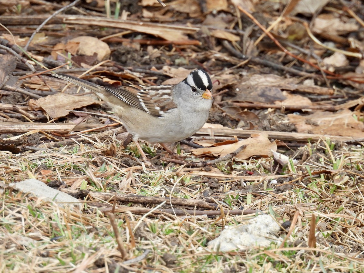 White-crowned Sparrow - ML645628335