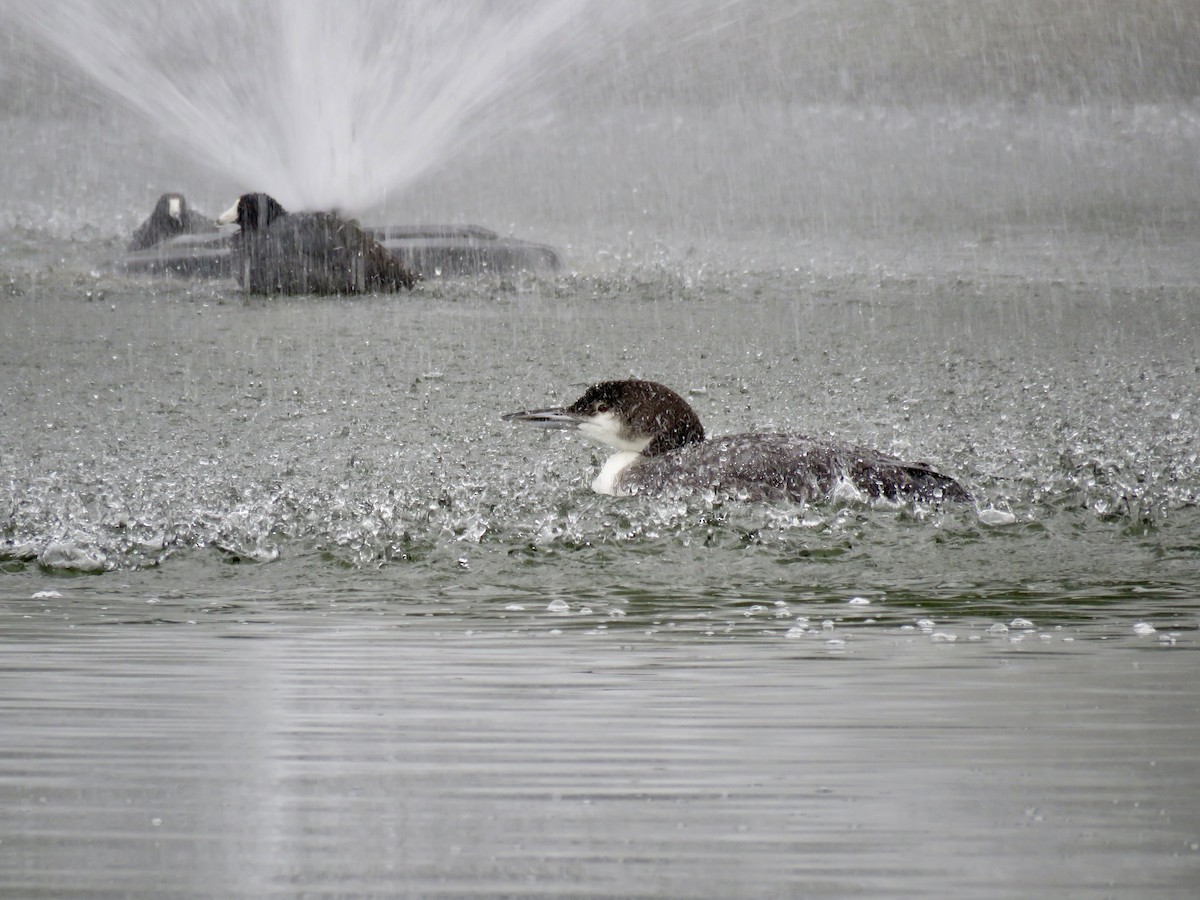 Common Loon - ML645628358