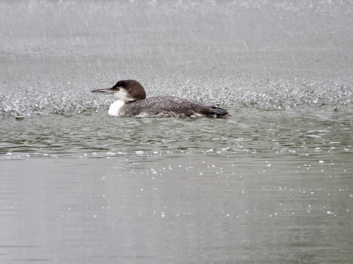 Common Loon - ML645628359