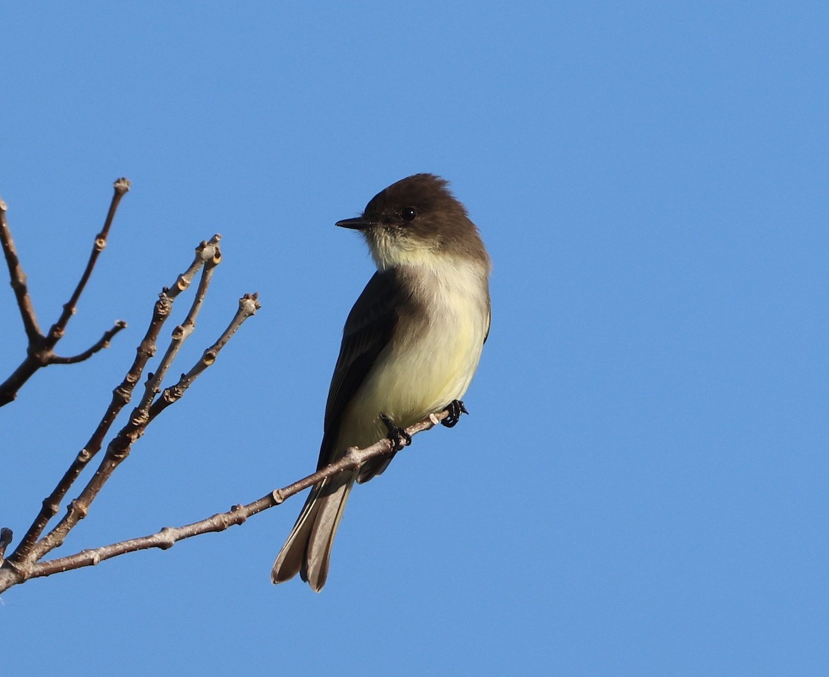 Weißbauch-Phoebetyrann - ML645628371