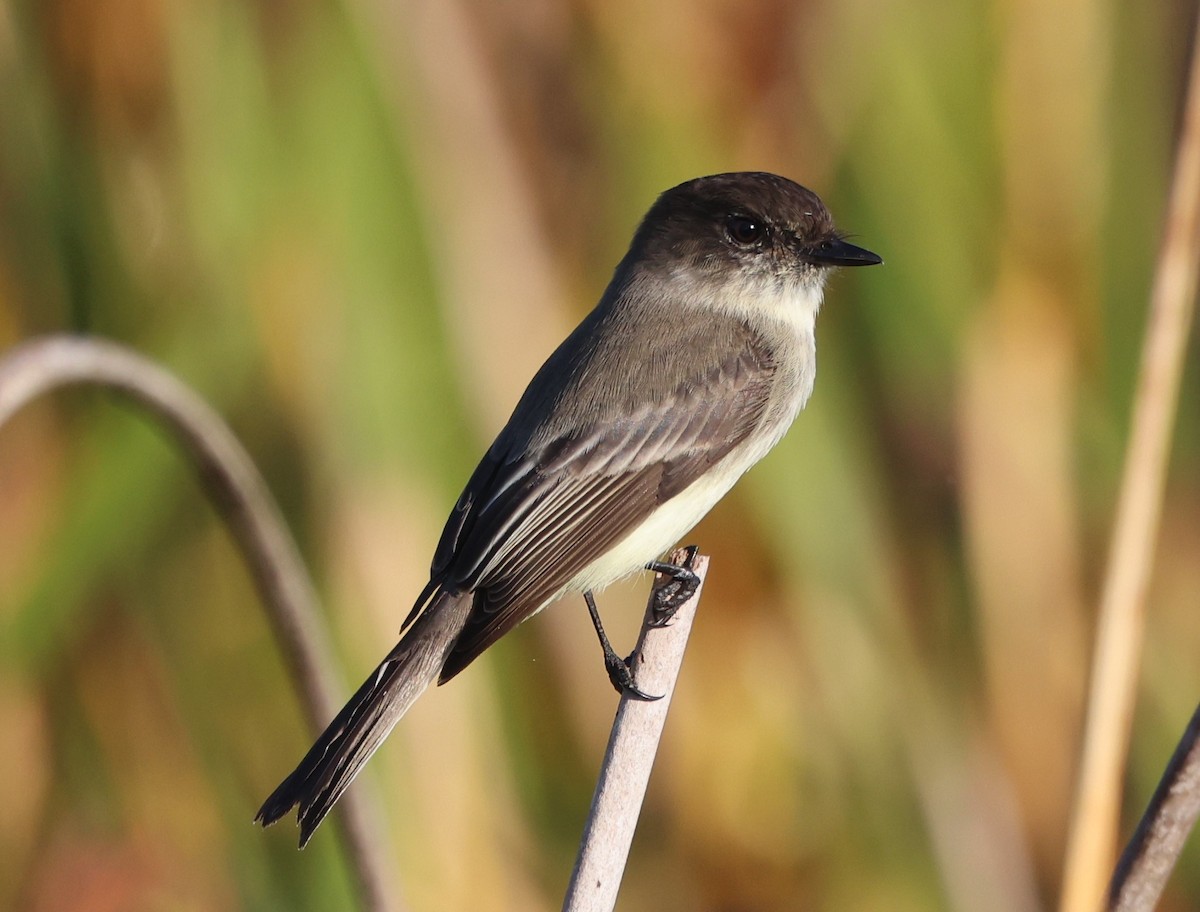 Weißbauch-Phoebetyrann - ML645628372