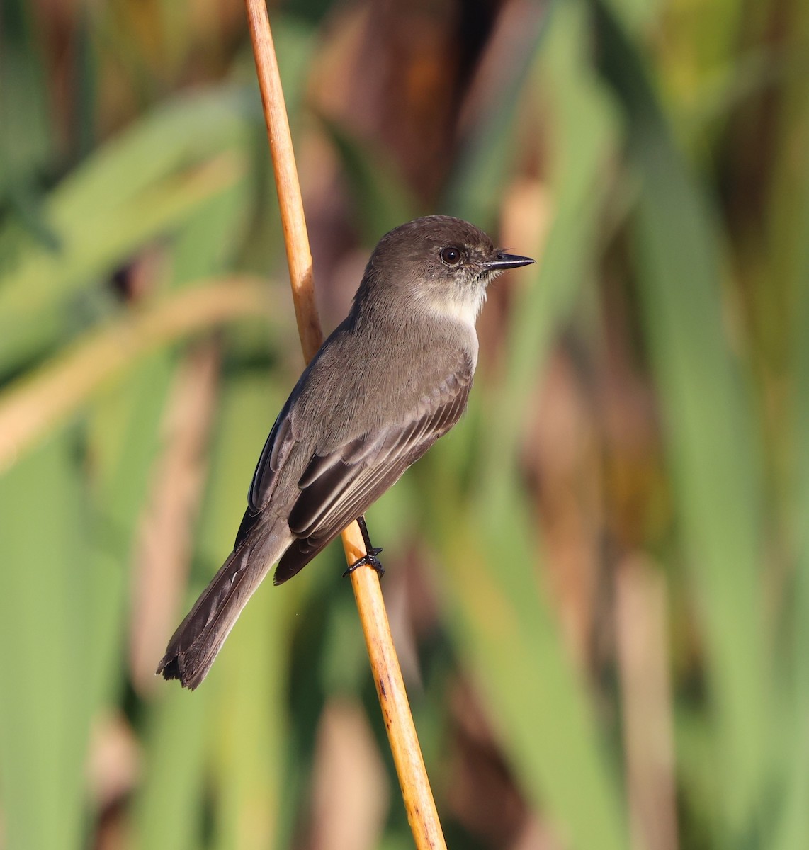 Weißbauch-Phoebetyrann - ML645628373