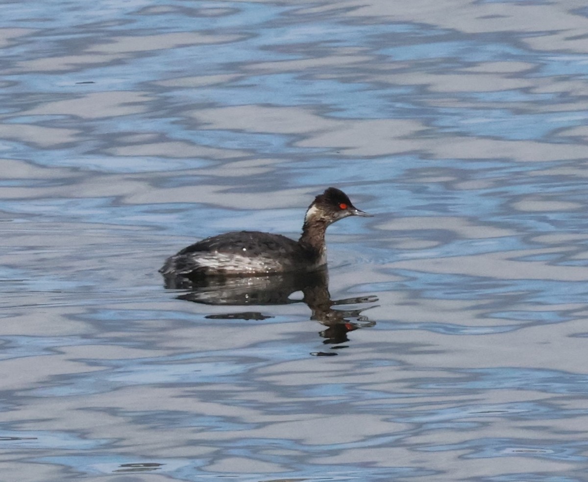 Schwarzhalstaucher - ML645628383