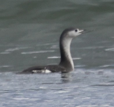 紅喉潛鳥 - ML645628385