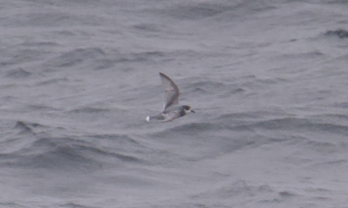Blue Petrel - ML645628391