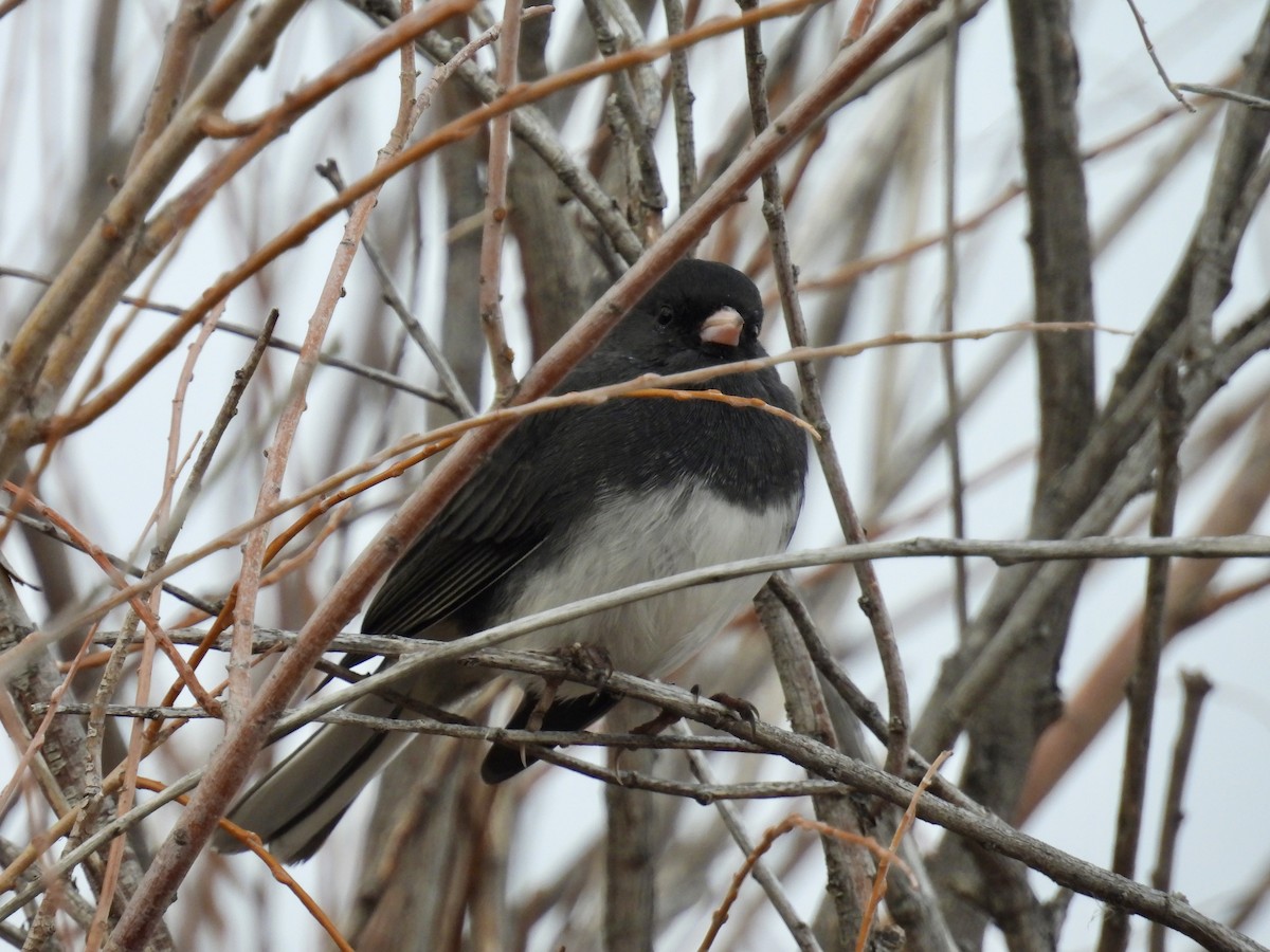 Dark-eyed Junco - ML645628397